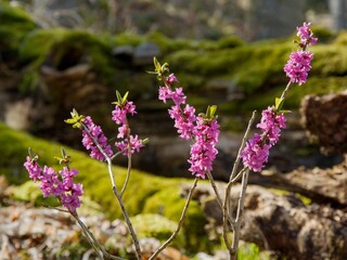 Poison ivy (Daphne mezereum) - sharply poisonous shrub flowering in early spring in the shade of...