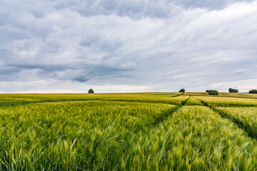 Plakat Agricultural field in summer with dark clouds