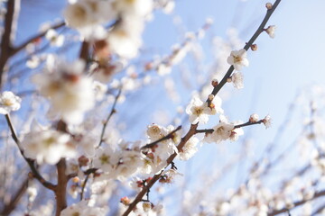 満開の梅の花