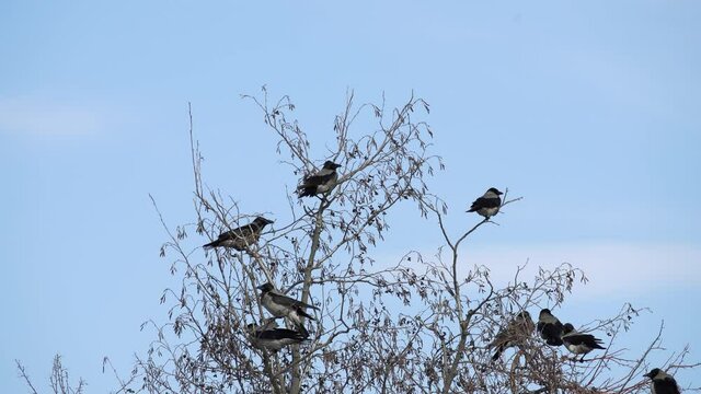 Group of crows on the tree at winter.