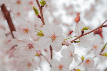 桜
