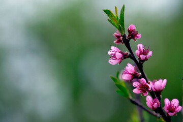 Obraz premium spring