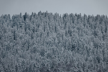 Fototapeta premium Snowy peaks of the Carpathian Mountains