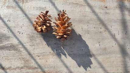 Two dry pine cones and her shadow on wood in the sunshine.