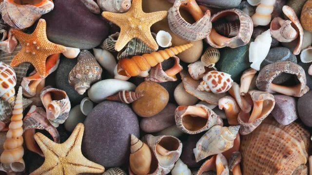 Moving background and texture of seashells and stones. View from above. 