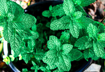 Mint Greenview Monte di Procida (NA) EOS Canon 1100D Obb:18-55mm  © Carmine