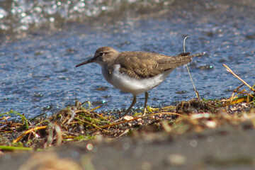 The small sandpiper (curlew or snipe) living on the shores,in The Santo Celso wood , located on the shore of the lake in the municipality of Bracciano,Bracciano Lake , Italy.Wildlife and wildness