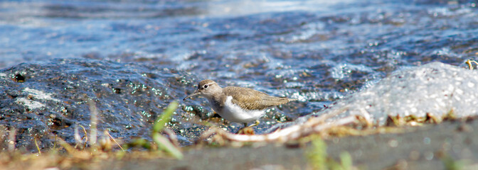 The small sandpiper (curlew or snipe) living on the shores,in The Santo Celso wood , located on the shore of the lake in the municipality of Bracciano,Bracciano Lake , Italy.Wildlife and wildness