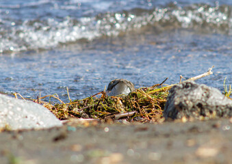 The small sandpiper (curlew or snipe) living on the shores,in The Santo Celso wood , located on the...