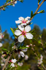 Strolling through fields of flowering almond trees