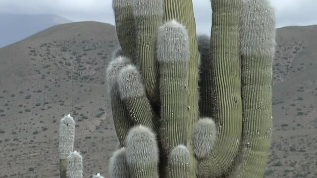 Cardon Cactus near Pucara de Tilcara Pre-inca Ruins, Quebrada de Humahuaca, Jujuy Province, Argentina, South America.