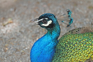 Pfau