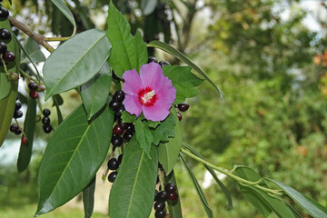 Obraz premium Hibiskusblüte