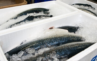 Salmon fish factory processing line detail