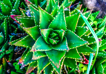 Greenview Monte di Procida (NA)
EOS Canon 1100D Obb:18-55mm 
