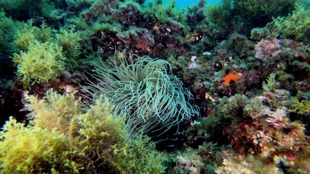 Underwater scene . Mediterranean sea anemone in a colourful reef