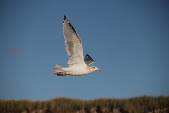 M&ouml;we fliegt &uuml;ber den Strand