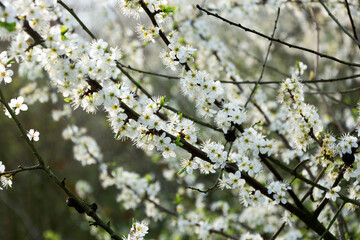 Rami di Prugno selvatico in fiore