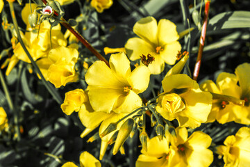Obraz premium Natureflowers Monte di Procida (NA) EOS Canon 1100D Obb:18-55mm 