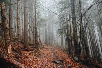 Mysterious forest in the Carpathian mountains