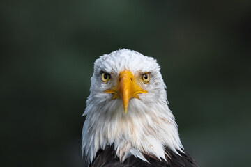 Fototapeta premium A portrait of a bald eagle