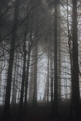 Fototapeta na wymiar Mysterious forest in the Carpathian mountains