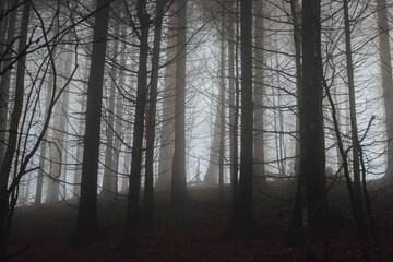 Obraz premium Mysterious forest in the Carpathian mountains