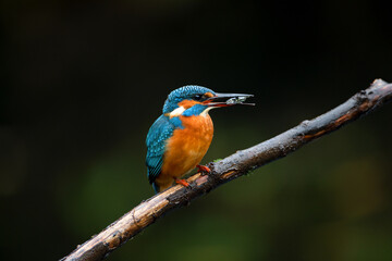 A kingfisher with his meal.