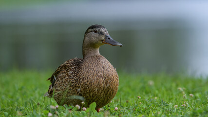 duck on the grass
