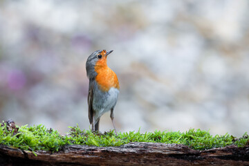 A robin in a perfect model pose