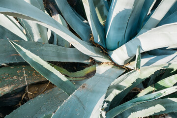 Aloe vera in Greece