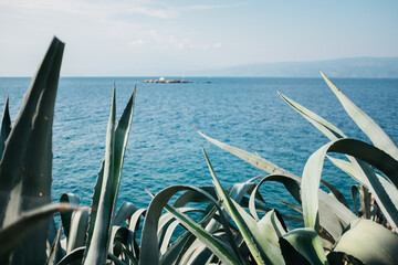 Aloe vera next to coastline in Greece