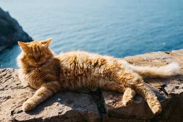 Cat resting in the sun