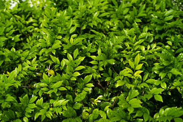 Obraz premium Bed of greenery, bed of green leaves, green plants background, background of grass, green background, Leafy background. Background of leaves.