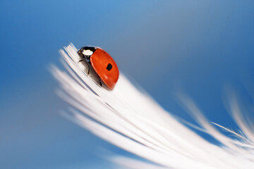 Obraz na płótnie Canvas a ladybug on a white feather on a blue background. macrophotography of an insect. beautiful natural screensaver