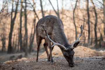 beautiful deer eating in a forest