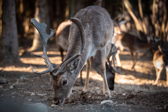 beautiful deer eating in a forest