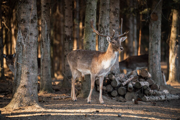 beautiful deer standing in a forest