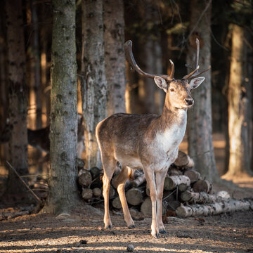 beautiful deer standing in a forest © Csák István