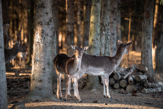 beautiful deer standing in a forest © Csák István