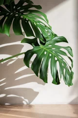Fototapete Toilette Monstera leaves against a white concrete wall with beautiful shadows from natural sunlight.  © Chinart