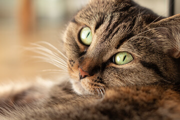 Close-up of a domestic cat with beautiful green eyes lying on the floor.