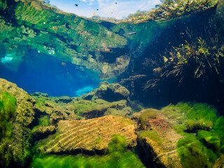 Freshwater shallows (Cenote Ponderosa, Playa del Carmen, Quintana Roo, Mexico)