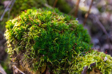 Polytrichum commune on an old dead tree