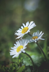Spring daisies in a field