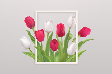 Spring background with white and red tulips in a frame