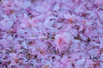 FU 2020-04-21 Blüte 73 Kirschblüten in rosa