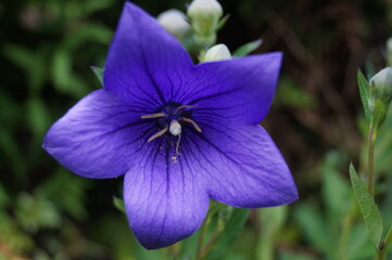 blue balloon flowers bloom in summer