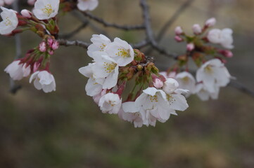 桜の花 K3BP9484