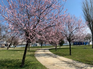 Sakure trees blooming